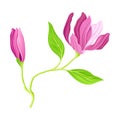 Purple Flowering Magnolia Bud with Showy Petals on Green Stalk Vector Illustration