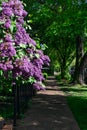 Purple Flowering Plant and Sidewalk next to a Row of Old Homes in Logan Square Chicago