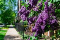 Purple Flowering Plant and Sidewalk next to a Row of Old Homes in Logan Square Chicago