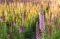 Purple flowering Prairie Gay Feather plants Royalty Free Stock Photo