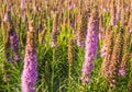 Purple flowering Prairie Gay Feather plants Royalty Free Stock Photo