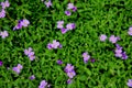 Purple flowering purple rock cress  Aubrieta deltoidea Royalty Free Stock Photo