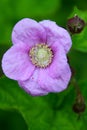 Purple-Flowering Raspberry Blossoming Rubus odoratus