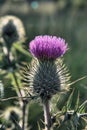 Purple Flowering Scottish Thistle and Spiky Foliage