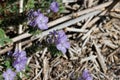 Phacelia Distans Bloom - Anza Borrego Desert - 030922