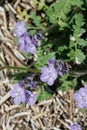 Phacelia Distans Bloom - Anza Borrego Desert - 030922