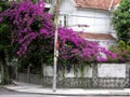 Purple flowering tree Royalty Free Stock Photo