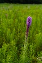 Purple flowering vegetation