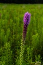 Purple flowering vegetation