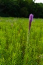 Purple flowering vegetation