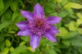Purple flowering vine Jackman`s clematis Clematis Jackmanii Royalty Free Stock Photo