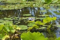 Purple flowering water lilies (nymphaea nouchali) on garden pond Royalty Free Stock Photo