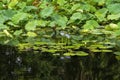 Purple flowering water lilies (nymphaea nouchali) on garden pond, with reflection Royalty Free Stock Photo