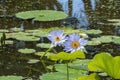 Purple flowering water lilies (nymphaea nouchali) on a summer\'s day Royalty Free Stock Photo