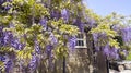 Purple flowering wisteria hanging from a garden shed . Royalty Free Stock Photo