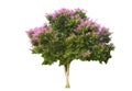 PurpLe floweripurpLeavesle flowering tree Isolated from the white backgroundng tree Isolated from the white background Royalty Free Stock Photo