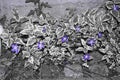 Purple flowers in an achromatic image Royalty Free Stock Photo