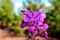 Purple flowers against a backdrop of pines