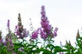 Purple flowers against a blue sky. Royalty Free Stock Photo