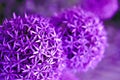 Purple flowers of allium with blurred background, close up, colo