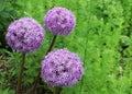 Purple flowers, Allium Giganteum Royalty Free Stock Photo