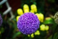 Purple flowers Allium Globemaster in a green garden Royalty Free Stock Photo