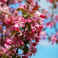 Purple flowers of Apple Malus `Makowieckiana` against blue sky. Dark pink blossoms in spring garden. This tree is a hybrid Royalty Free Stock Photo