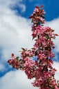 Purple flowers of Apple Malus `Makowieckiana` against blue sky with white clouds. Dark pink blossoms in spring garden. Royalty Free Stock Photo