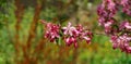 Purple flowers of Apple Malus `Makowieckiana`. Dark pink blossoms in spring garden. This tree is a hybrid of `Niedzwetzkyana` Royalty Free Stock Photo