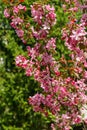 Purple flowers of Apple Malus `Makowieckiana`. Dark pink blossoms in spring garden. This tree is a hybrid of  `Niedzwetzkyana` Royalty Free Stock Photo