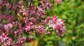 Purple flowers of Apple Malus `Makowieckiana`. Dark pink blossoms in spring garden. This tree is a hybrid of  `Niedzwetzkyana` Royalty Free Stock Photo