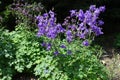 Purple flowers of Aquilegia vulgaris in May Royalty Free Stock Photo