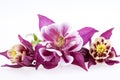 Purple flowers of Aquilegia vulgaris on white background Royalty Free Stock Photo