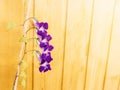 Purple flowers Asarina scandens on the background of a light yellow wooden wall