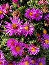 Purple flowers asters, Bush family flowers cultivated in the Russian garden in late summer. Royalty Free Stock Photo