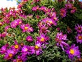 Purple flowers asters, Bush family flowers cultivated in the Russian garden in late summer. Royalty Free Stock Photo