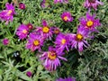 Purple flowers asters, Bush family flowers cultivated in the Russian garden in late summer. Royalty Free Stock Photo