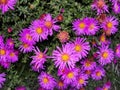 Purple flowers asters, Bush family flowers cultivated in the Russian garden in late summer. Royalty Free Stock Photo