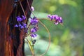 Purple flowers of the Australian Hardenbergia Royalty Free Stock Photo