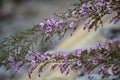 Purple flowers of the Australian Thryptomene denticulata