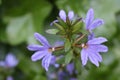 Purple flowers