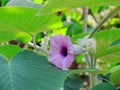 Purple flowers of Baby Rose, Elephant Climber, Elephant Creeper or Silver Morning Glory, bloom amidst green leaves Royalty Free Stock Photo