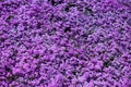 Purple flowers background