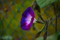 Purple flowers on the background of dark green leaves Royalty Free Stock Photo