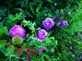 Purple flowers on the green leaves Royalty Free Stock Photo