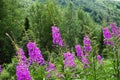 Purple flowers on a background of greenery. Wild flowers in the forest in the mountains. Beautiful nature scenery. Royalty Free Stock Photo