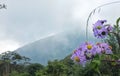 Landscape : mountains with clouds and flowers