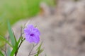 Purple flowers Royalty Free Stock Photo