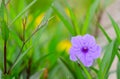 Purple flowers Royalty Free Stock Photo