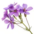 Purple flowers background vector illustration Royalty Free Stock Photo